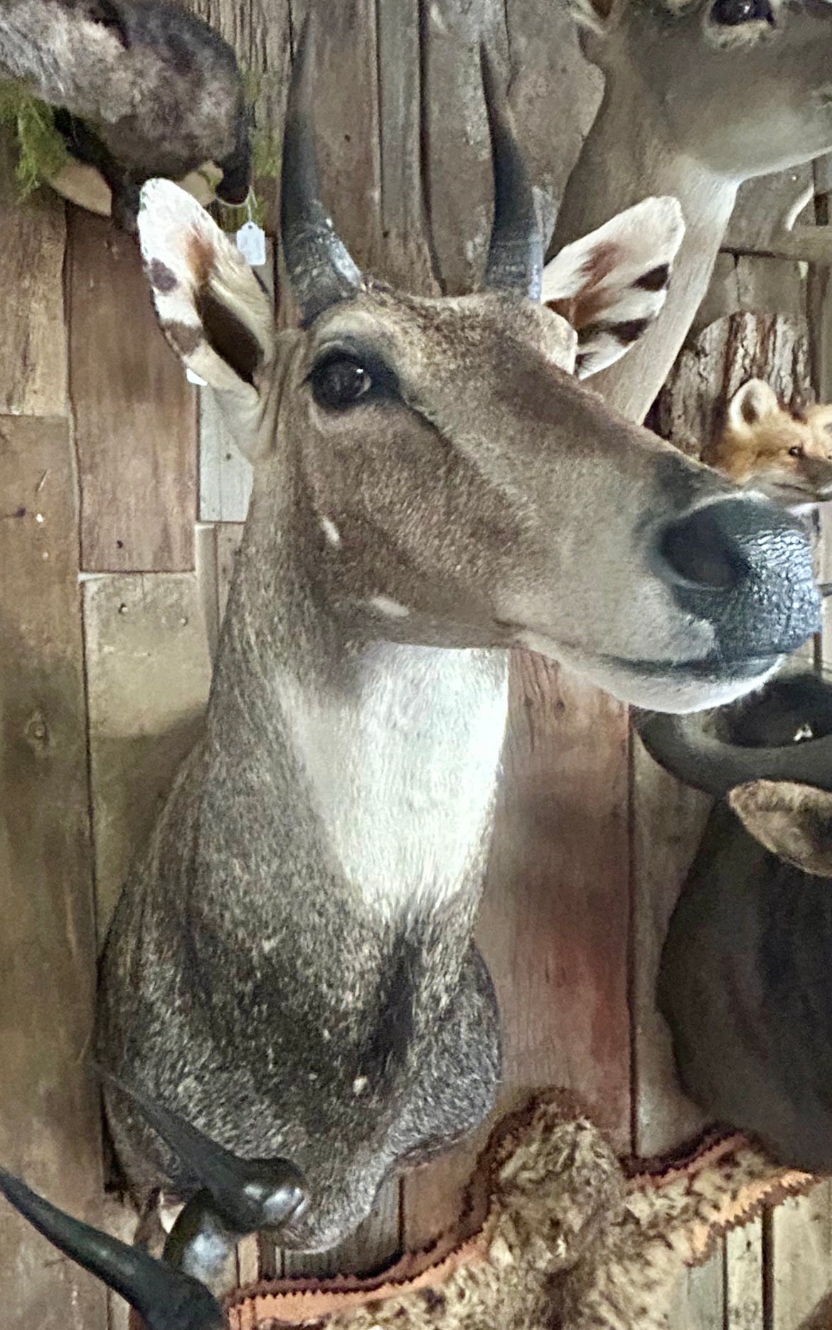 Nilgar Antelope Shoulder Mount – Exotic Blue Bull Taxidermy by The Wild Home Company