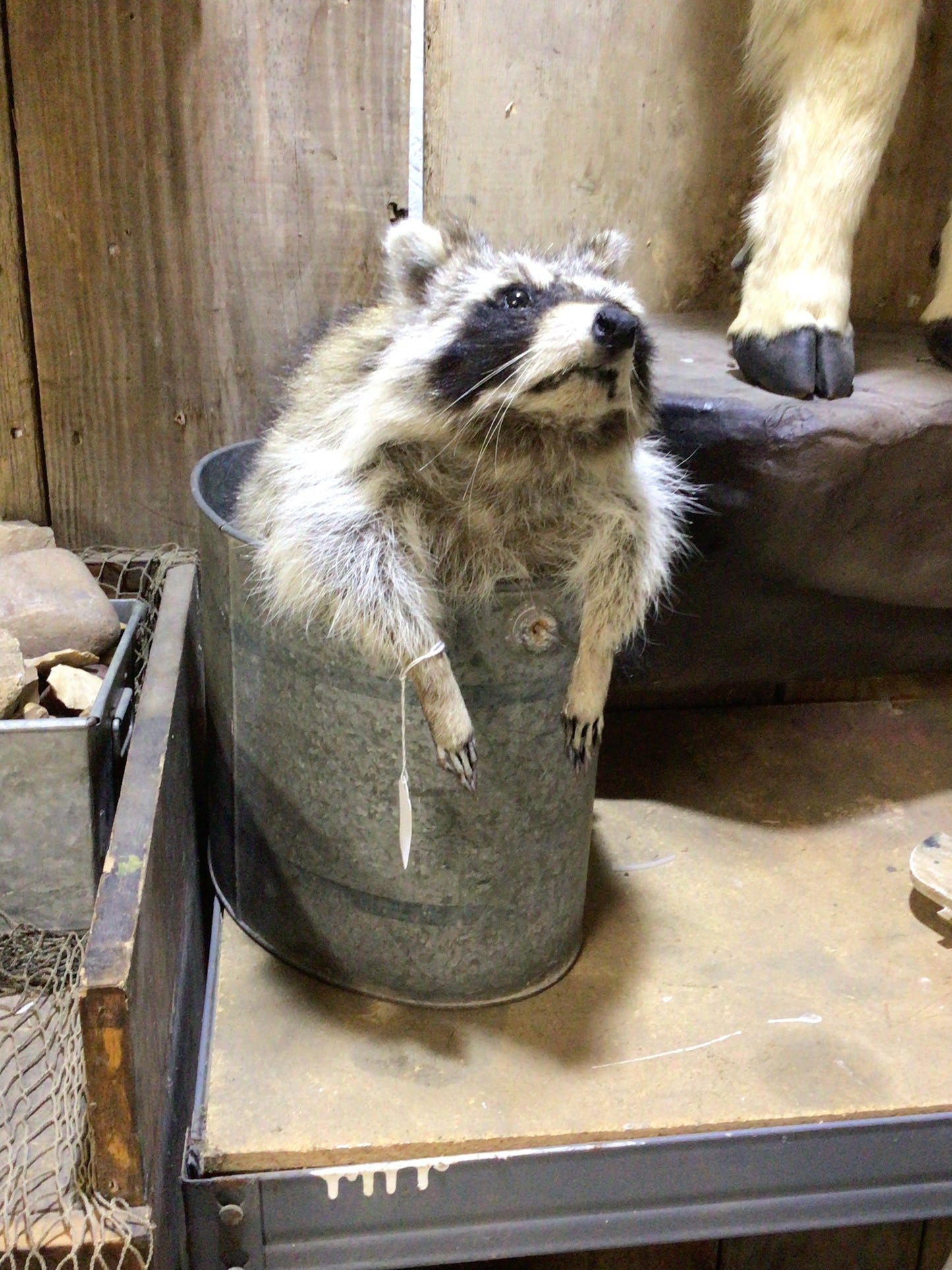 Bucket Raccoon Taxidermy | Full-Body Mount in Metal Pail – Rustic & Whimsical Decor