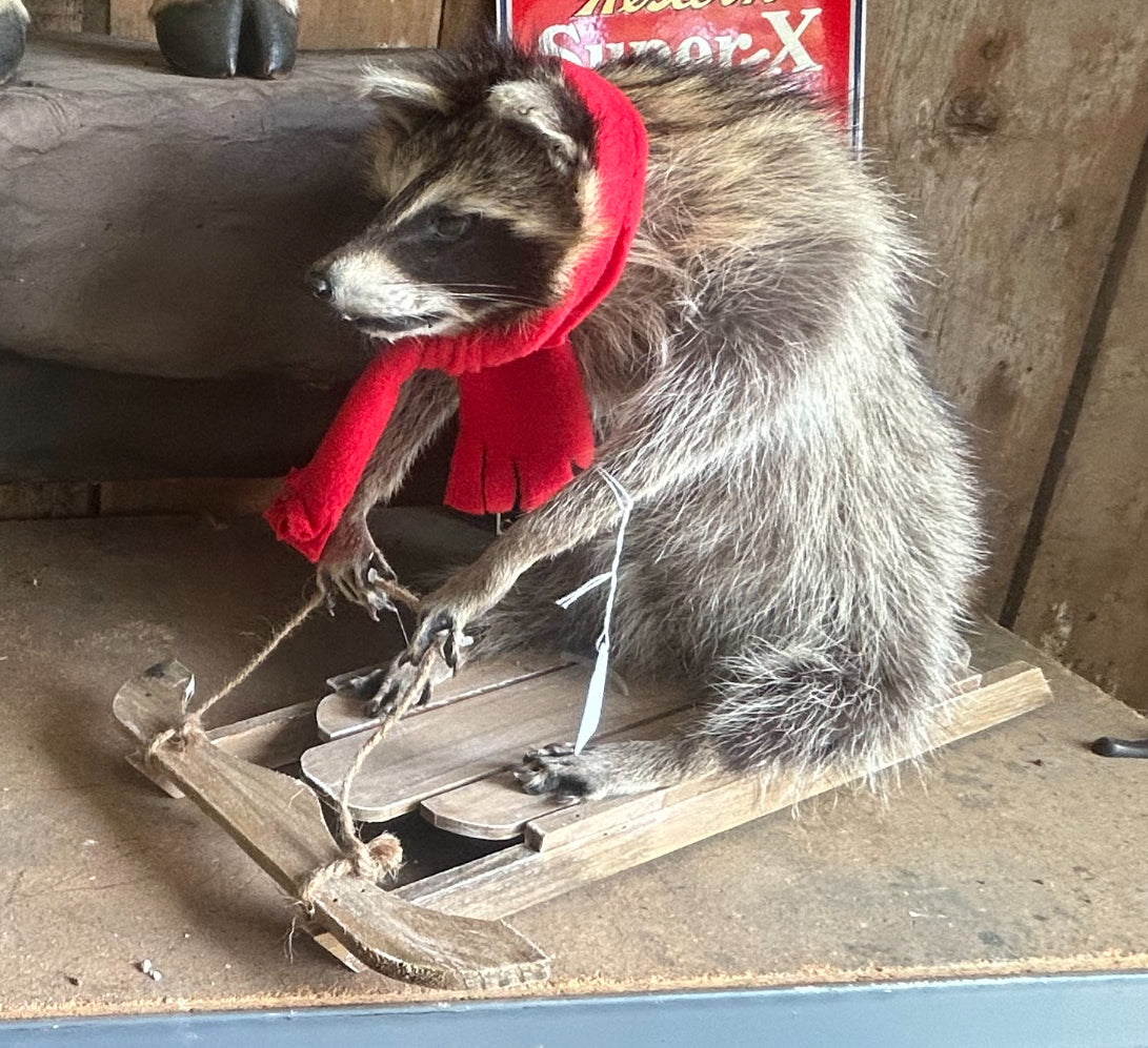 Taxidermy Raccoon on Sled | Full-Body Mount with Red Scarf | Whimsical Wildlife Decor