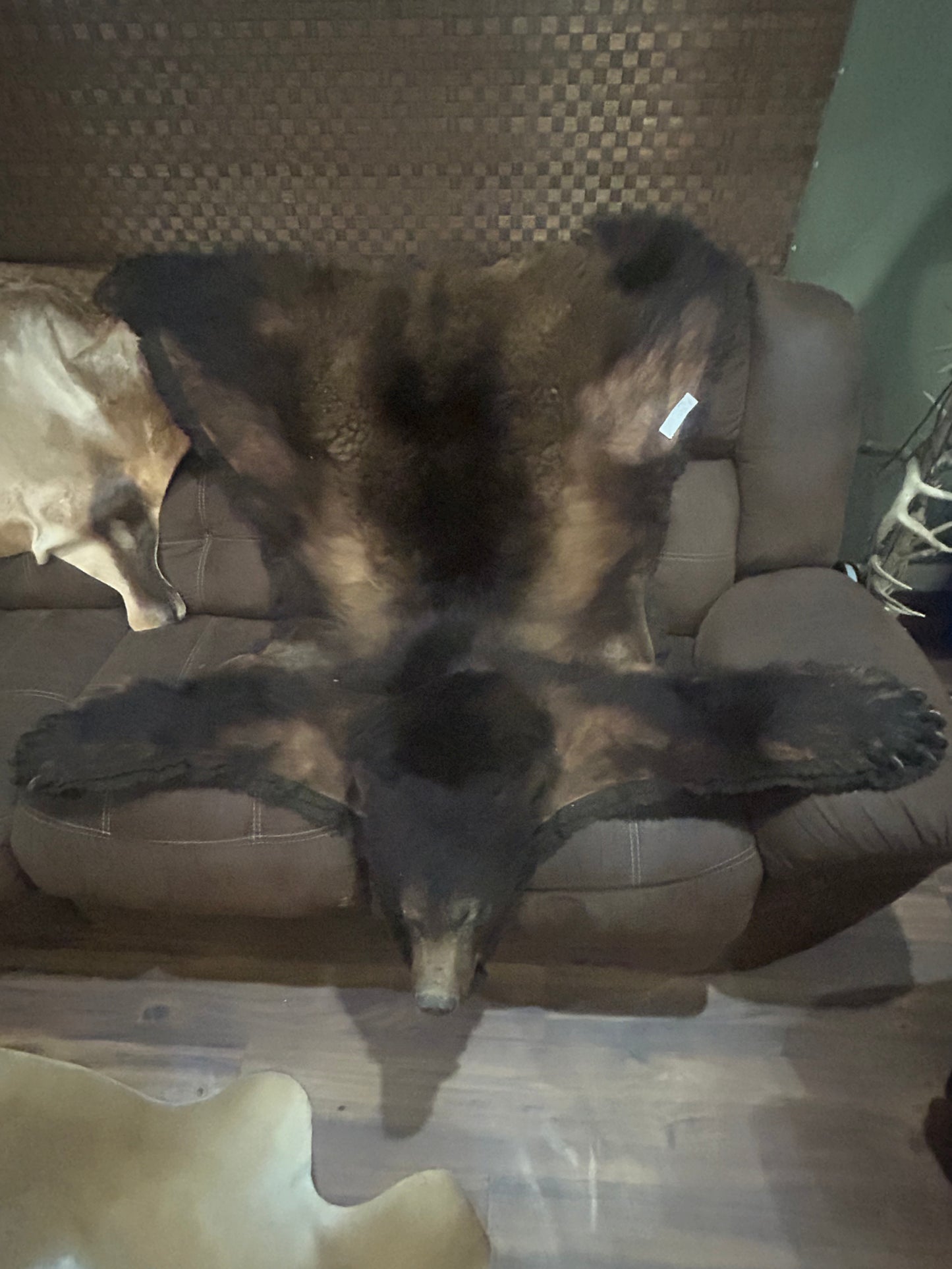 Black Bear Rug with Full Head Mount | Authentic Taxidermy Rug for Cabin & Lodge Decor