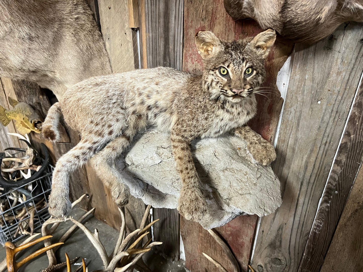 Full-Body Mounted Bobcat | Realistic Taxidermy Wildlife Decor