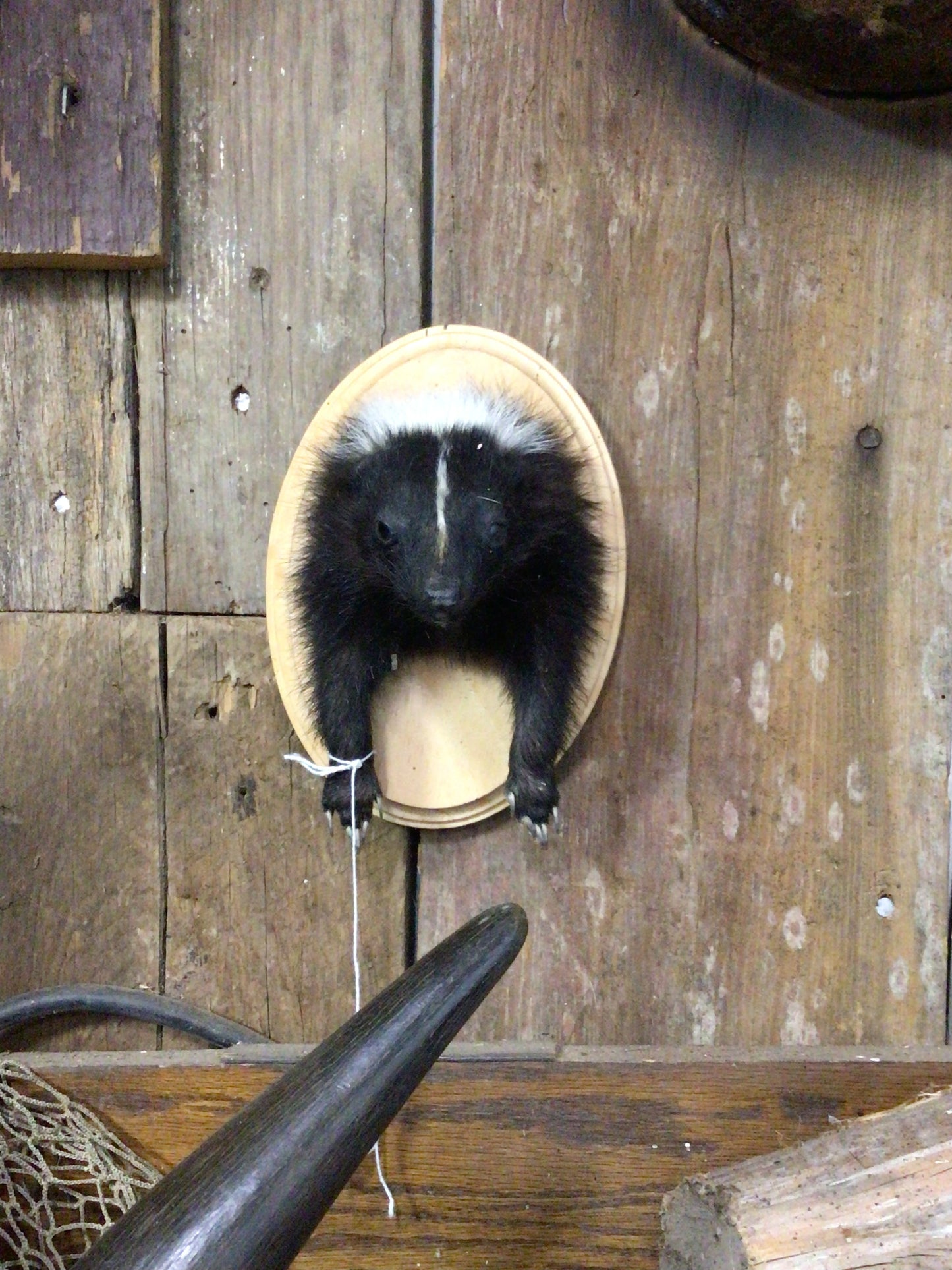 Mounted Skunk Head & Arms | Wall Plaque Taxidermy Mount – Rustic Wildlife Decor