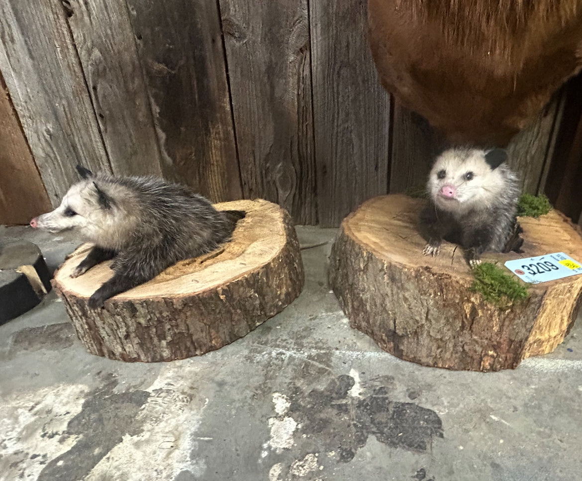 Gray Possum Taxidermy in Log | Full-Body Mount in Natural Wood Display