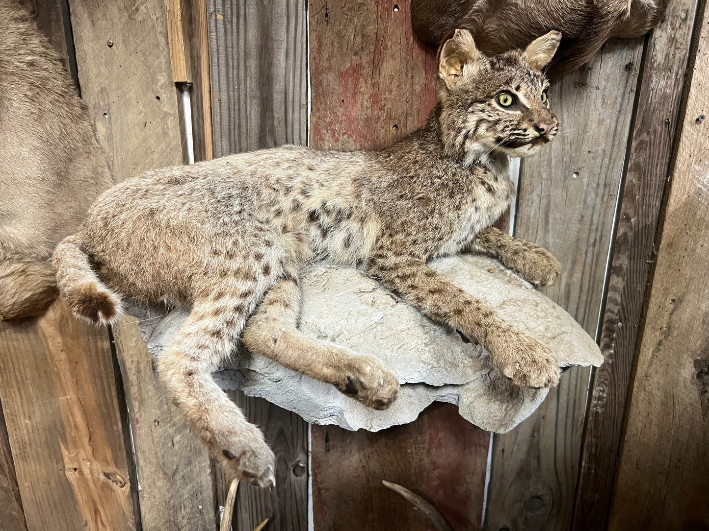 Full-Body Mounted Bobcat | Realistic Taxidermy Wildlife Decor