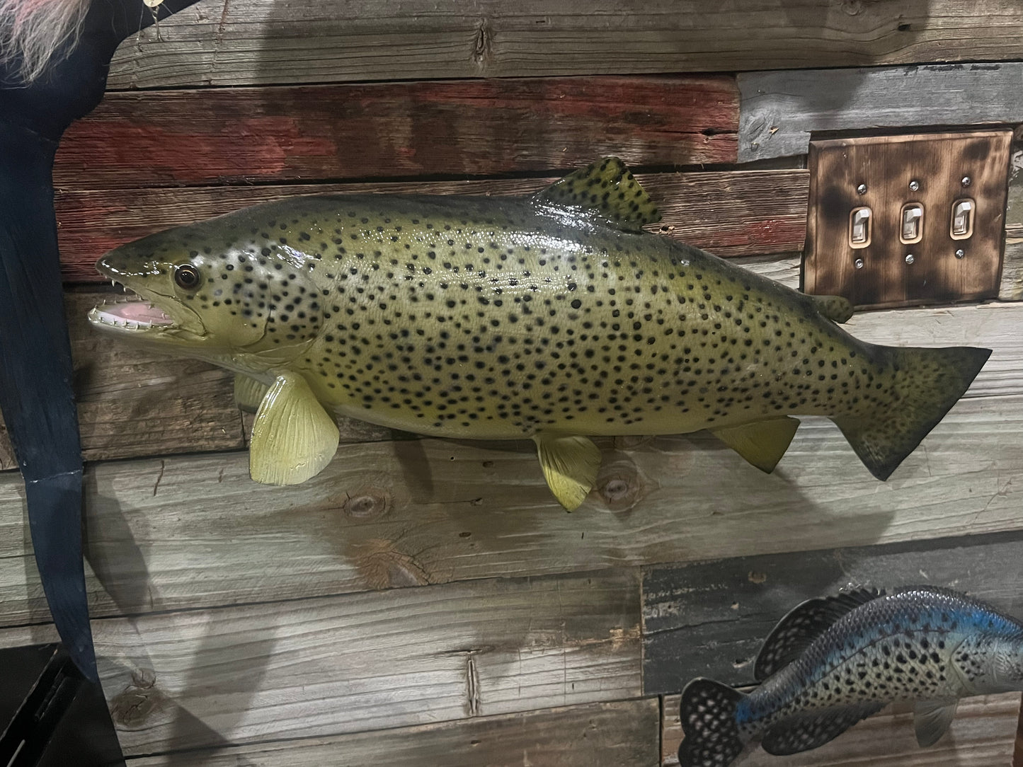 Mounted Trout | Realistic Taxidermy Fish Mount for Rustic Decor Reproduction